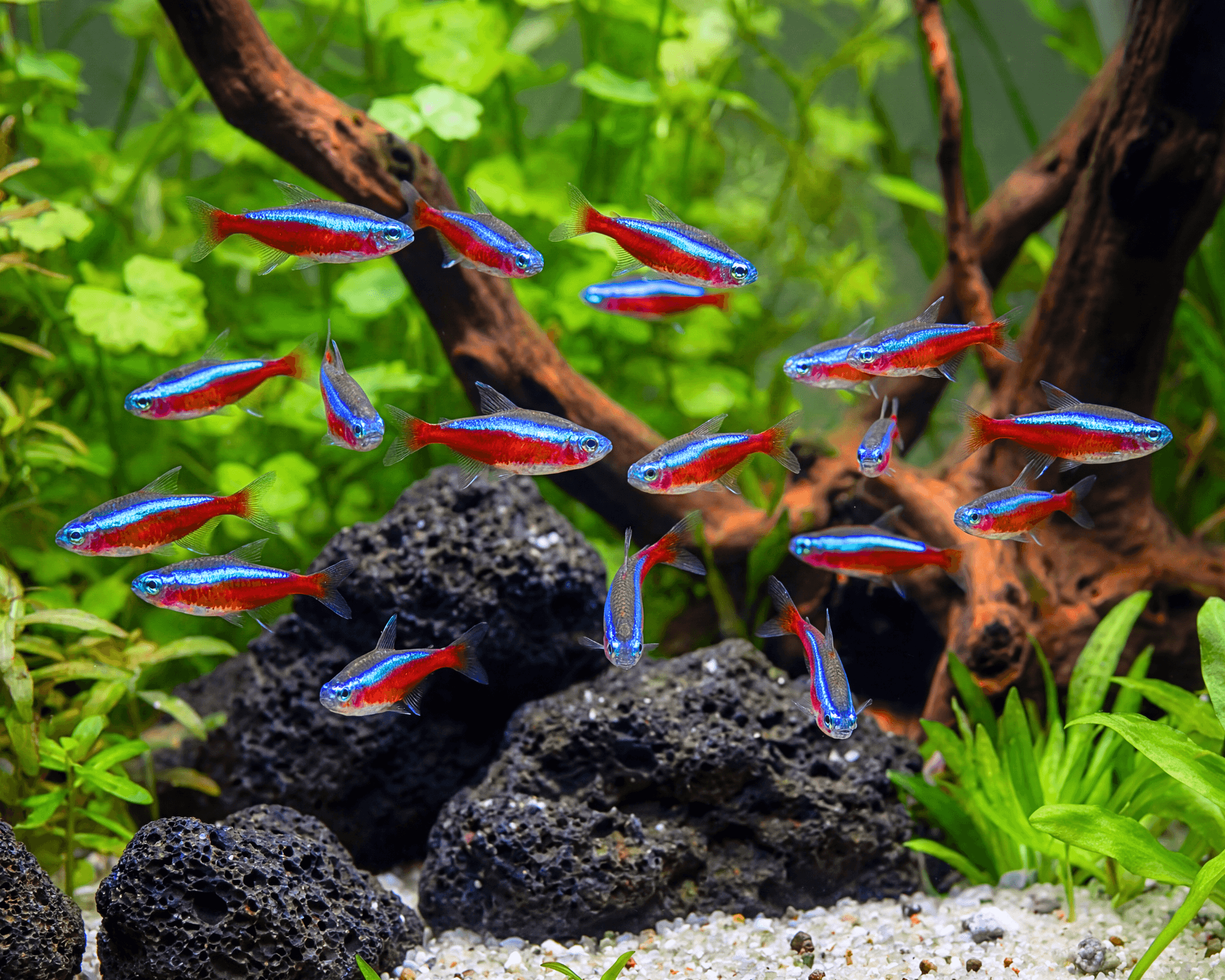 12 Colorful Freshwater Fish and Shrimp for a Thriving Planted Community